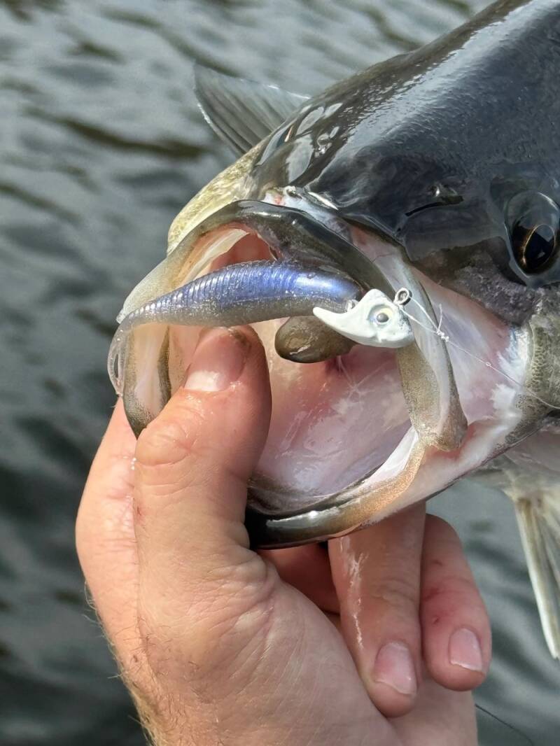 fish-5_1703733663-standard.jpg