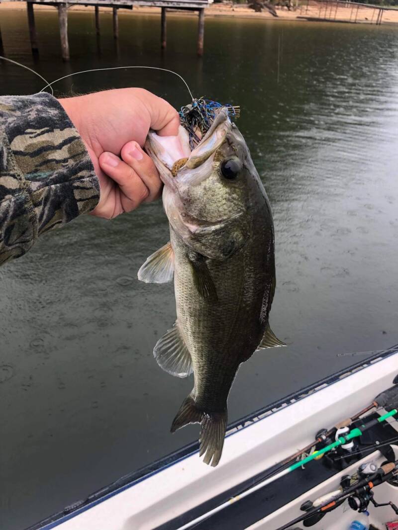 fish4_1697219969-standard.jpg