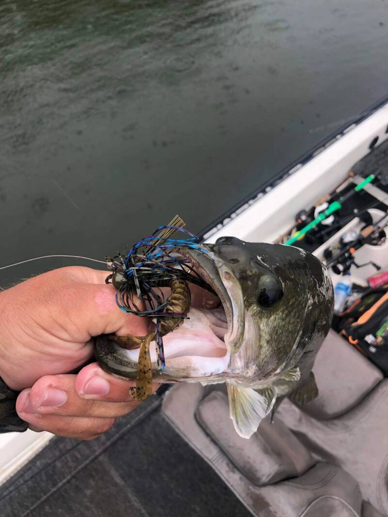 fish7_1697219970-standard.jpg