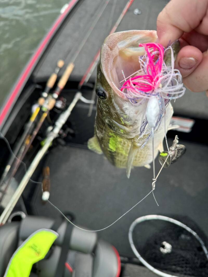 spinner-bait-bass-standard.jpg