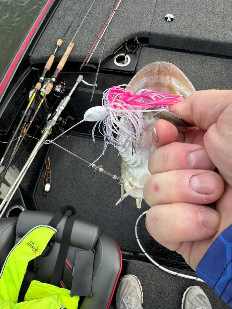 spinner-bait-fish-1-standard.jpg