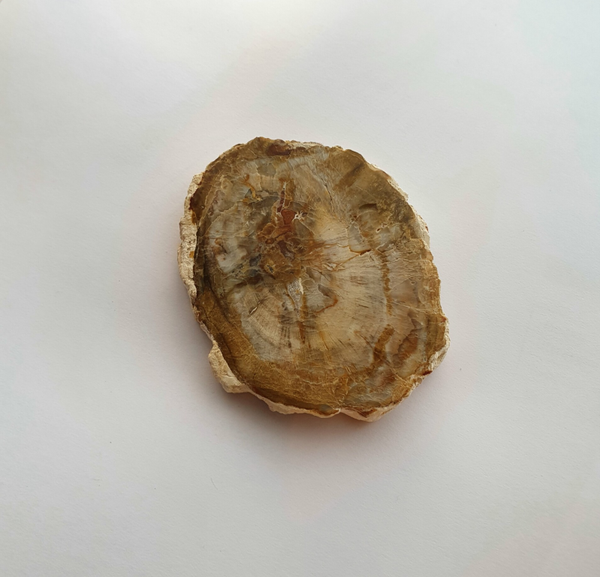 Versteend houten schijf Madagaskar - Groot