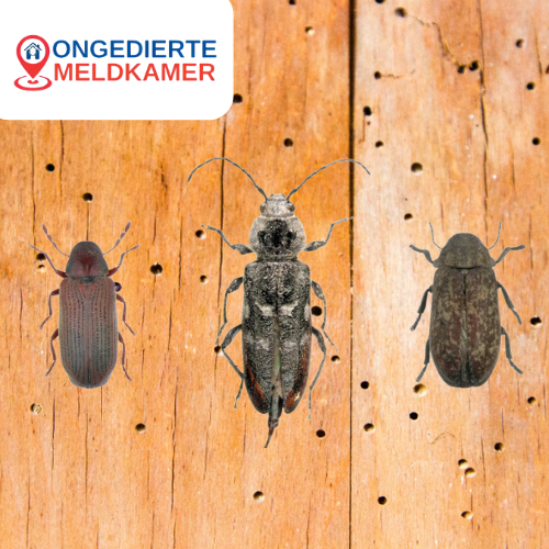 Boktor bestrijden Utrecht