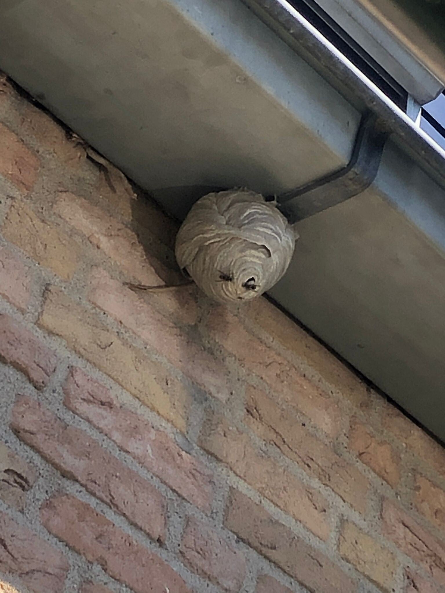 Wespennest verwijderen | Ongedierte Meldkamer Wespennest verwijderen | Ongedierte Meldkamer