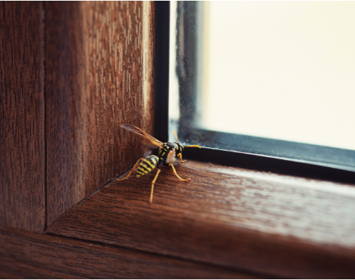 Wespennest in huis 