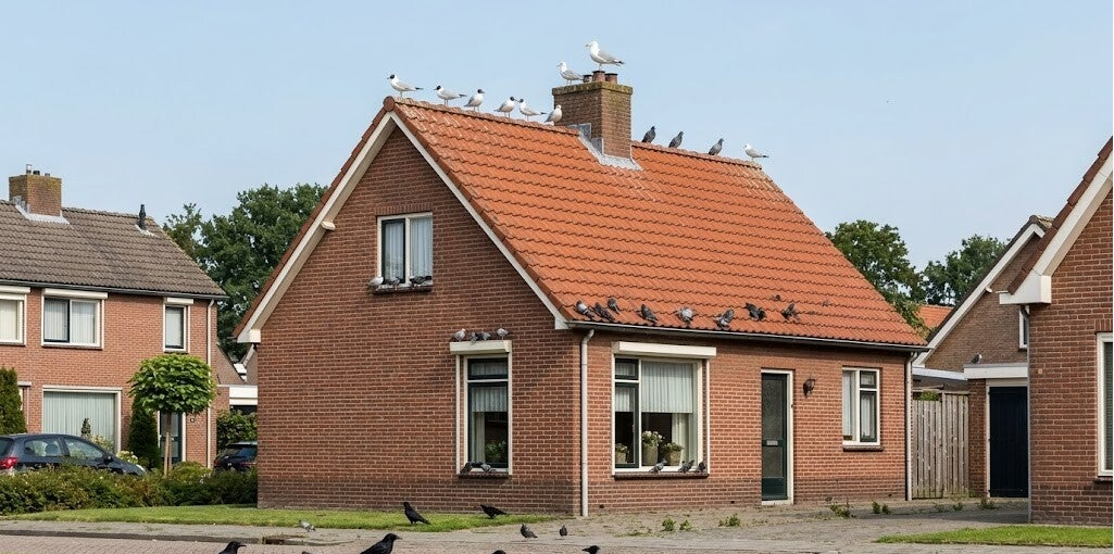 Vogelwering voor particulieren en bedrijven