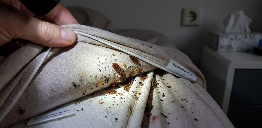 bedbugs in amsterdam
