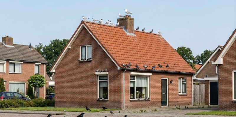 Vogelwering Amsterdam voor particulieren en bedrijven