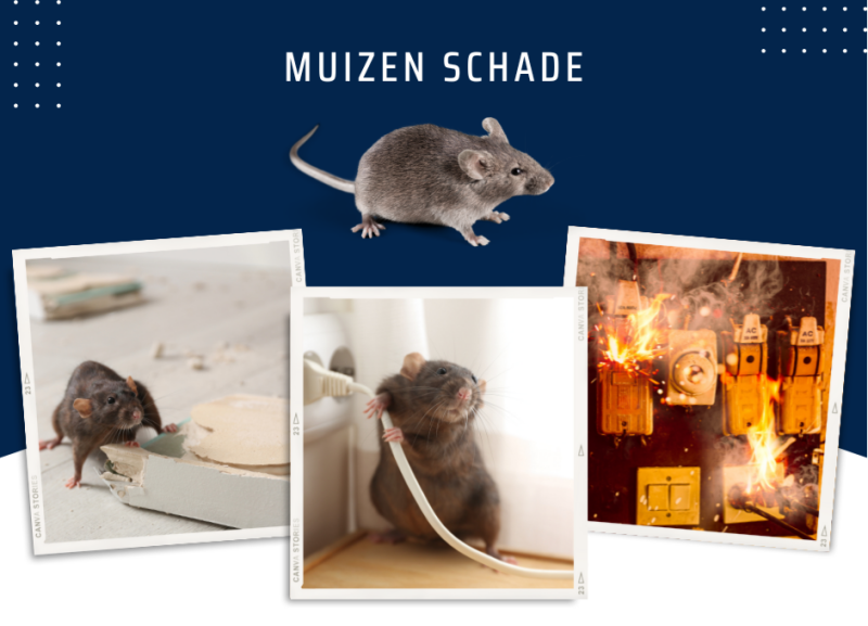 Muizen schade almere