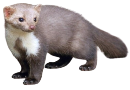 Steenmarter bestrijden Amsterdam - Ongedierte Meldkamer