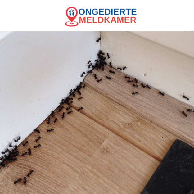 Mieren bestrijden Utrecht