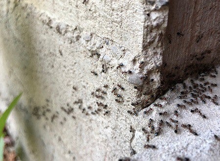 Mieren bestrijden Lelystad