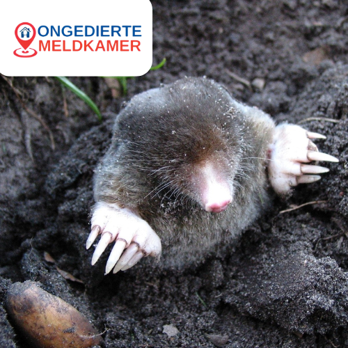 Moles in Amsterdam