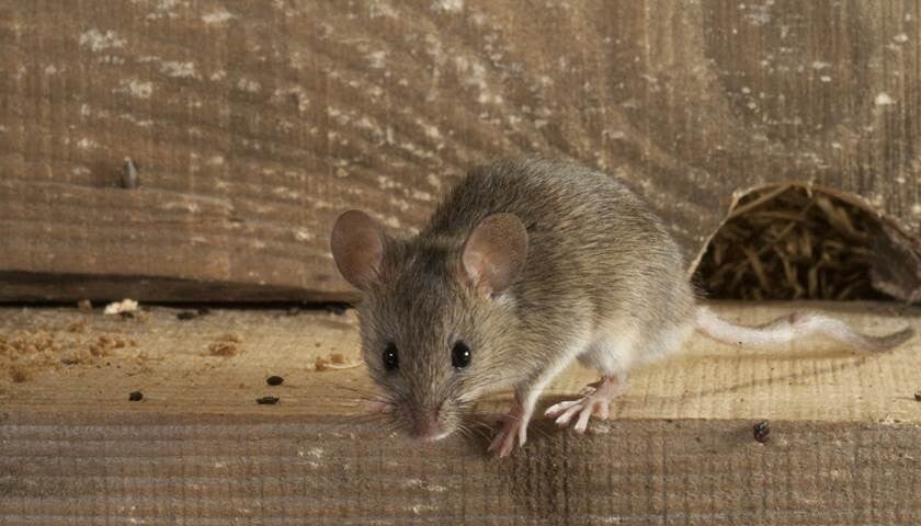 muizenbestrijding utrecht