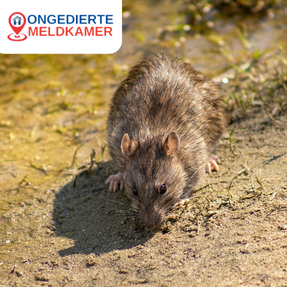 Ratten bestrijden Utrecht