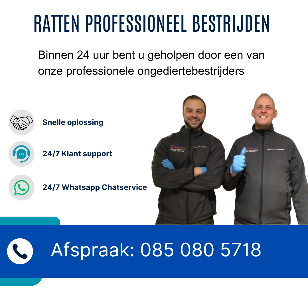 Ratten bestrijden met Ongedierte Meldkamer BV 