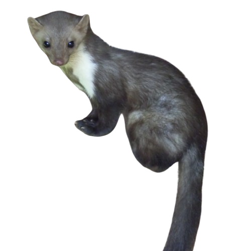 Steenmarter bestrijding