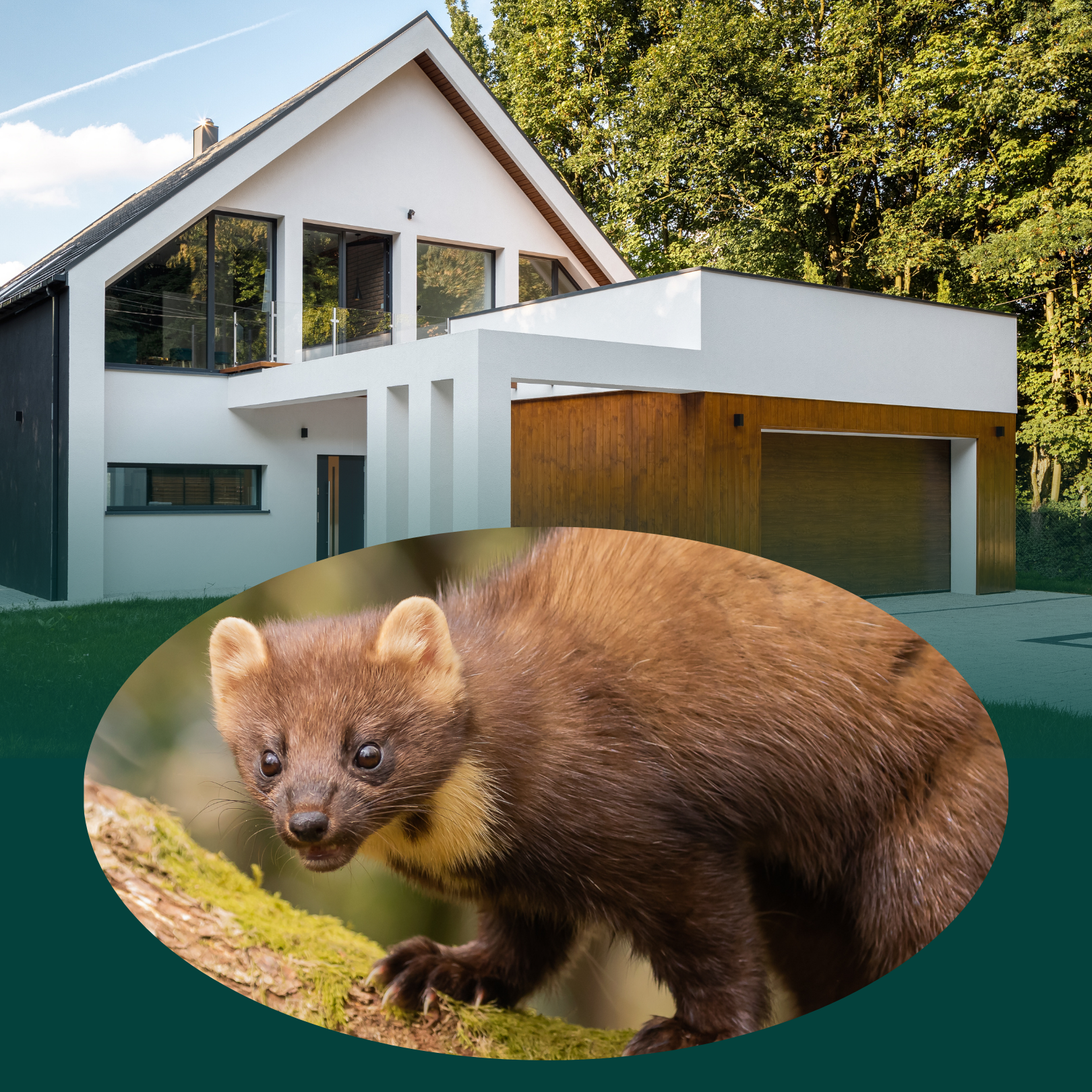 Steenmarter overlast