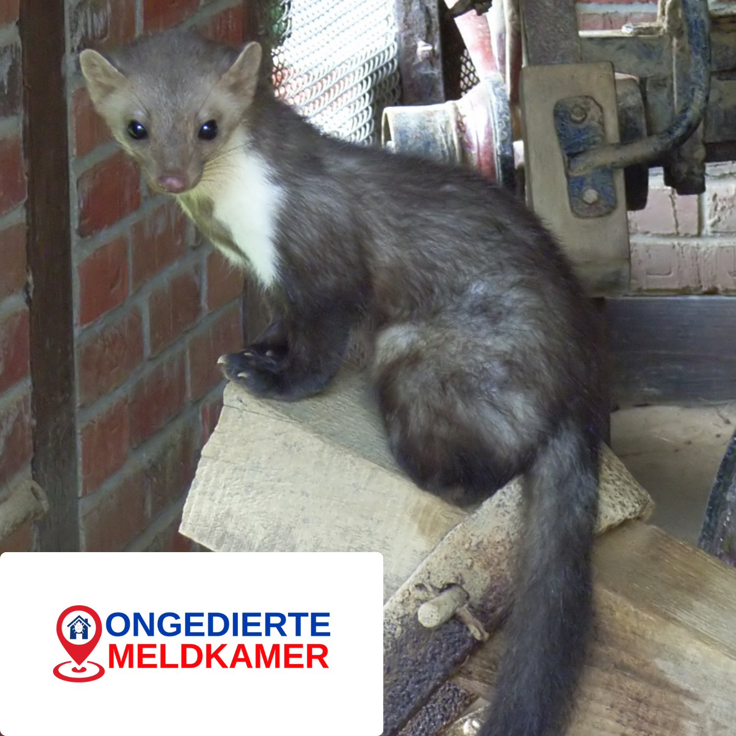 steenmarter verjagen uit huis