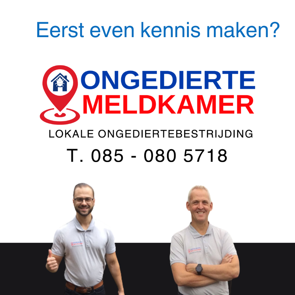 Ratten bestrijden Lochem