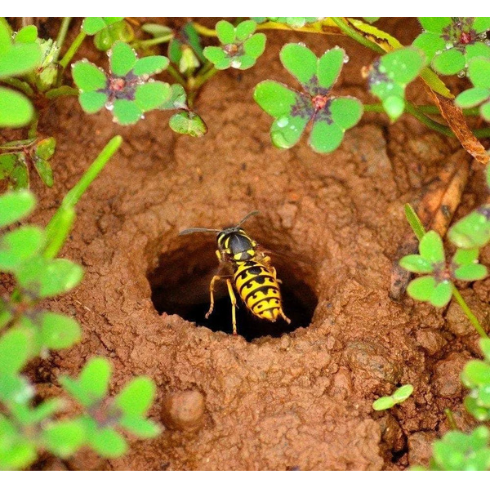 Wespennest in de grond bestrijden