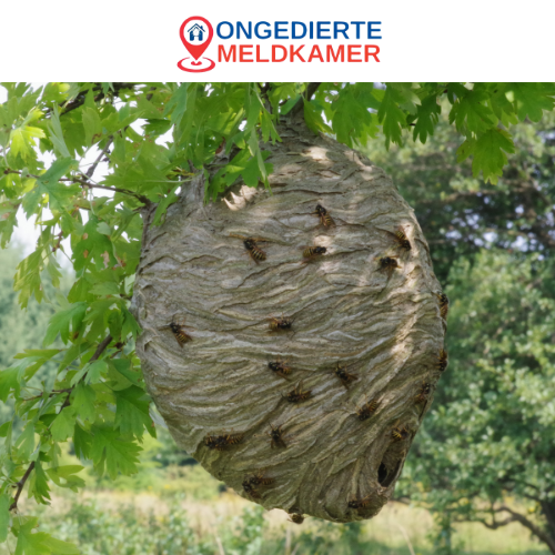 Wespennest verwijderen Utrecht