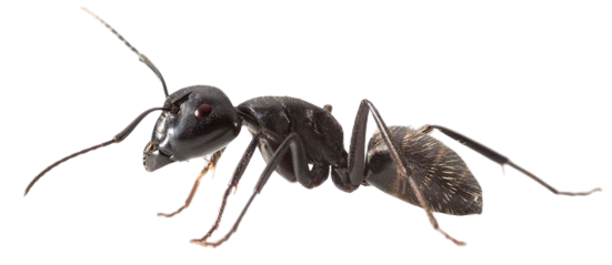 kosten mieren bestrijden 