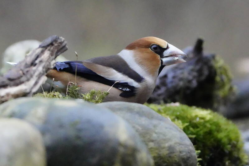 Appelvink
