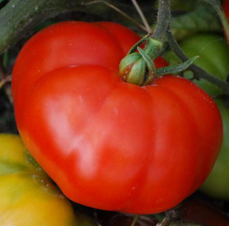 Marmande