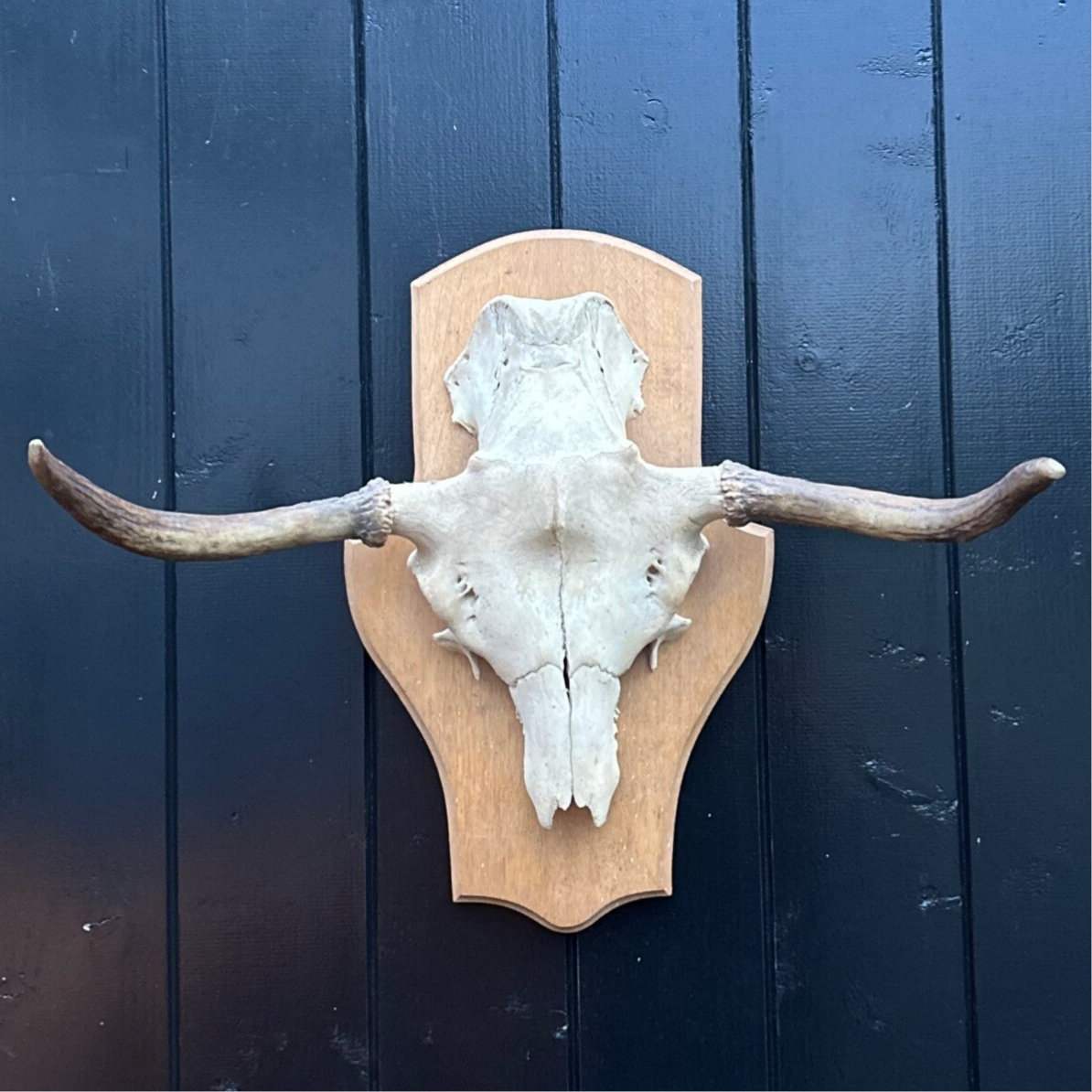 Eland Schedel met gewei