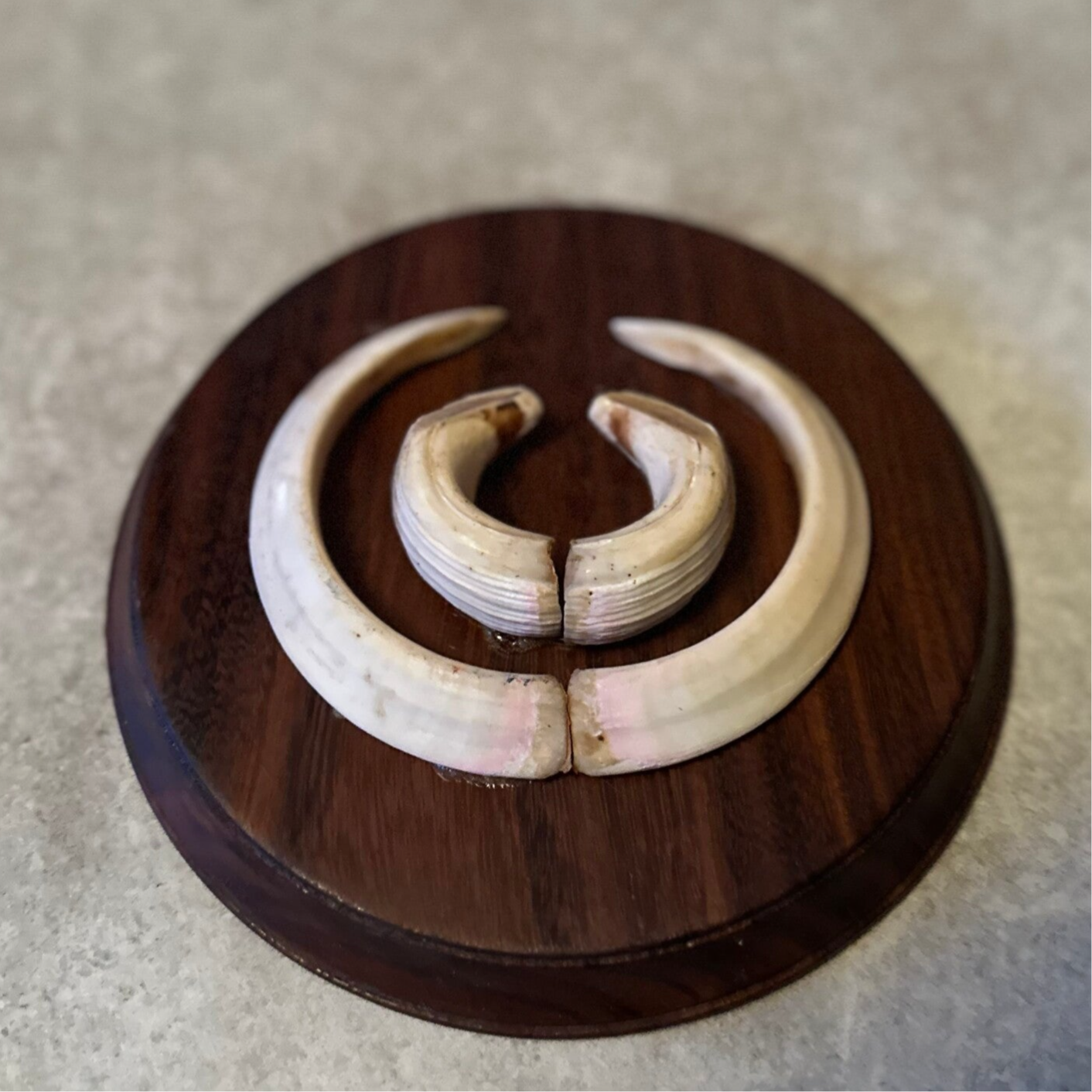 Wilde zwijnen slagtand