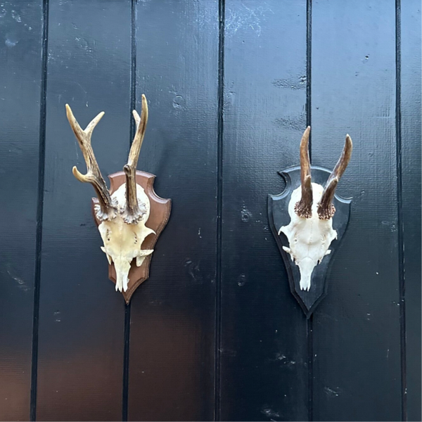 Ree schedel met gewei