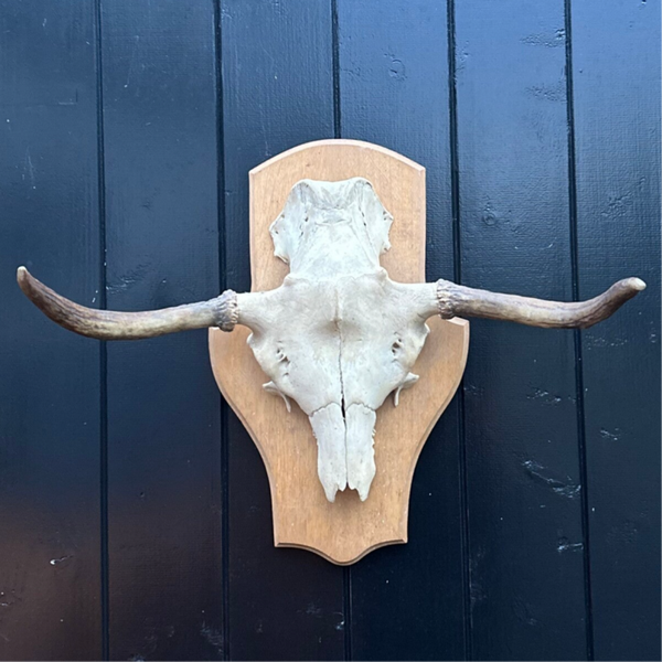 Eland Schedel met gewei