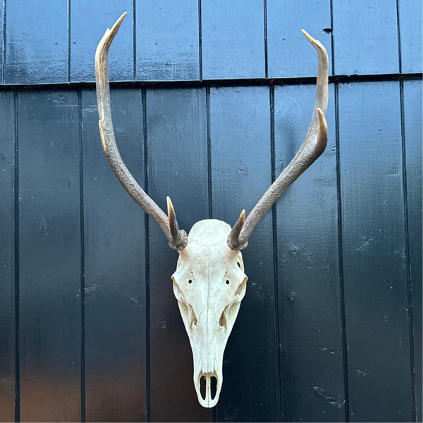 Edelhert schedel met gewei