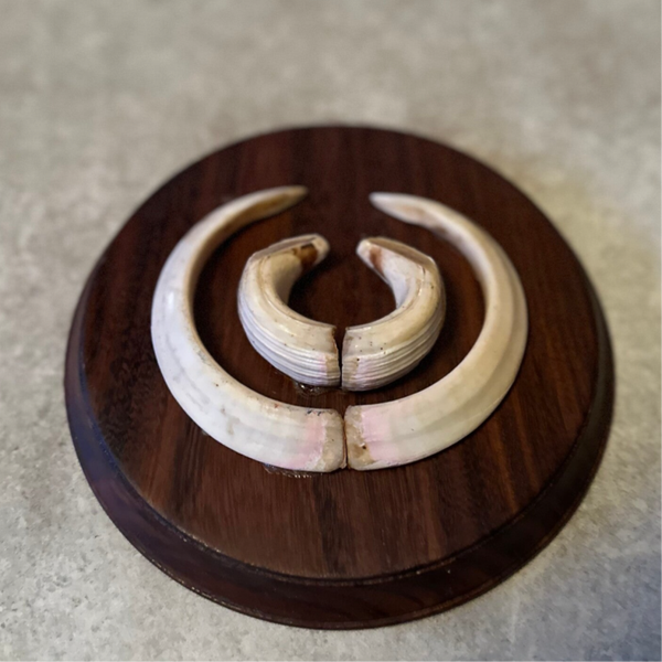 Wilde zwijnen slagtand