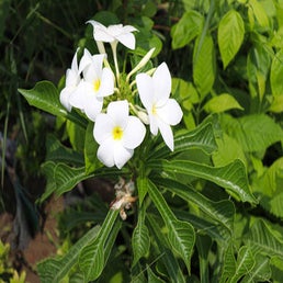 fleurdetiar2-1.jpg