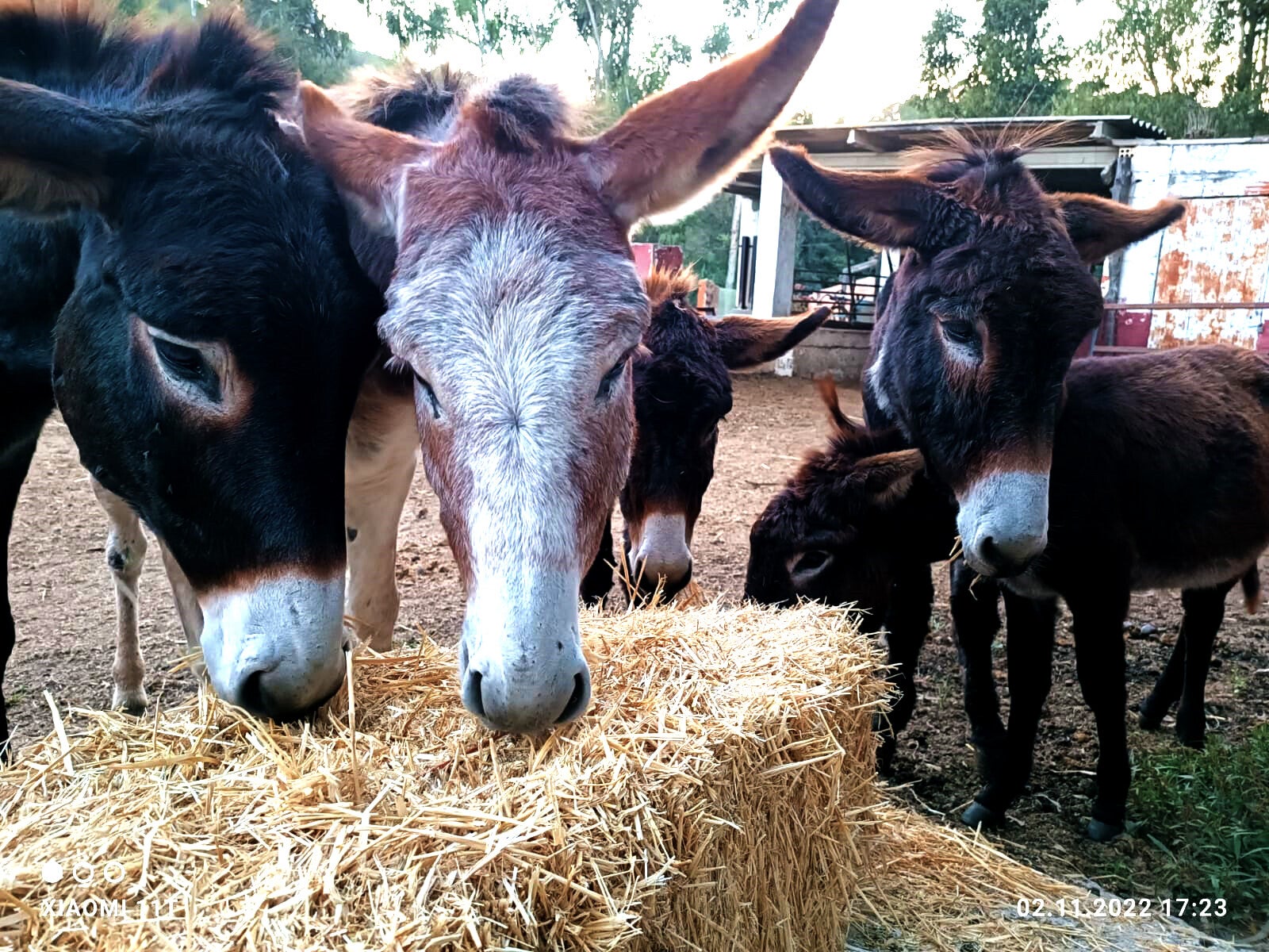 Nuestros burros