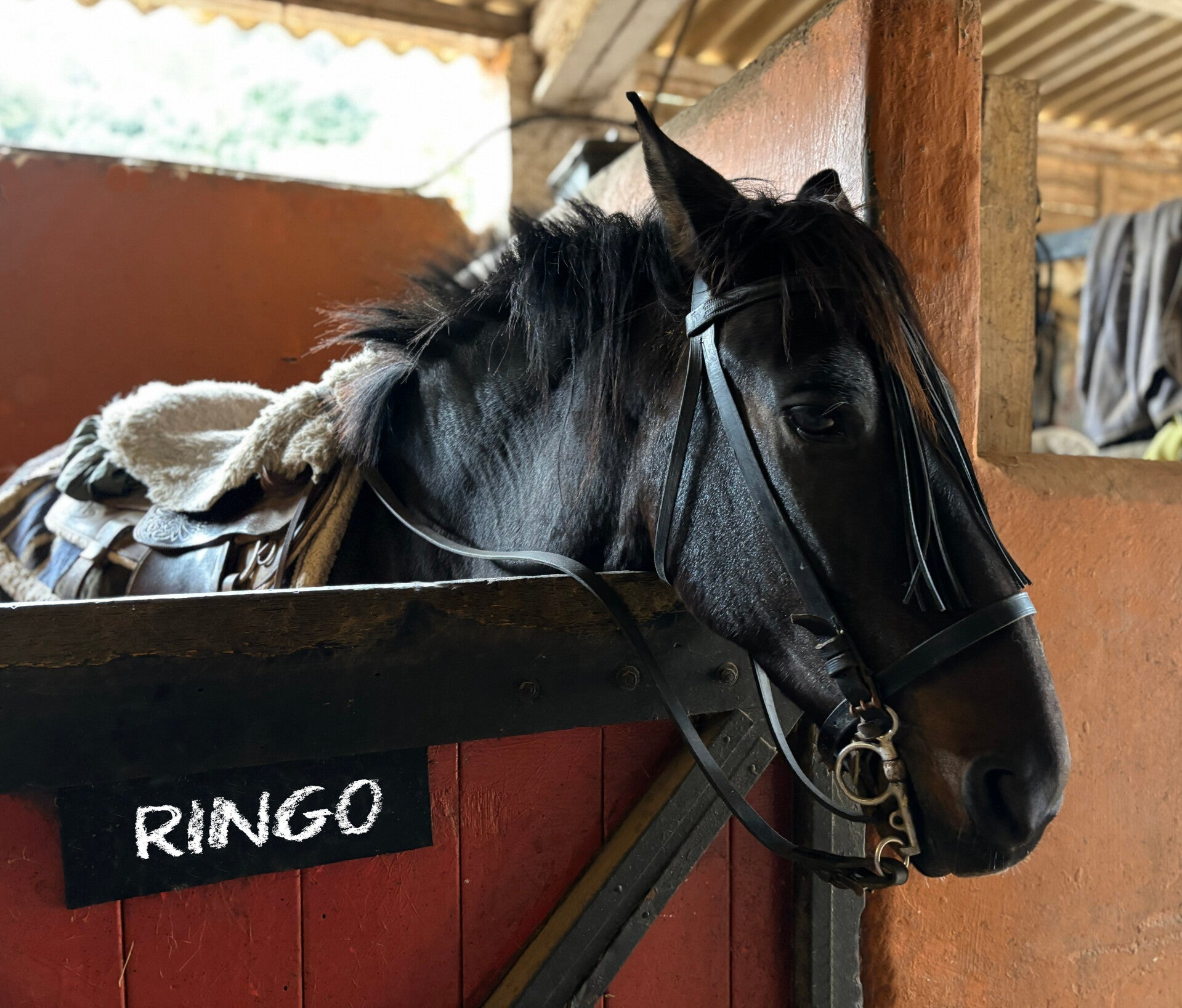 Nuestro caballo Ringo