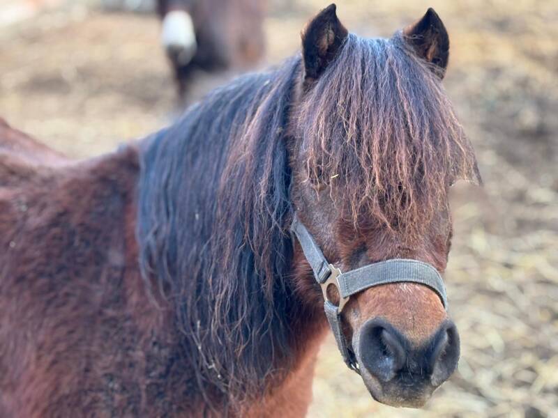 Nuestro adorable Pelos