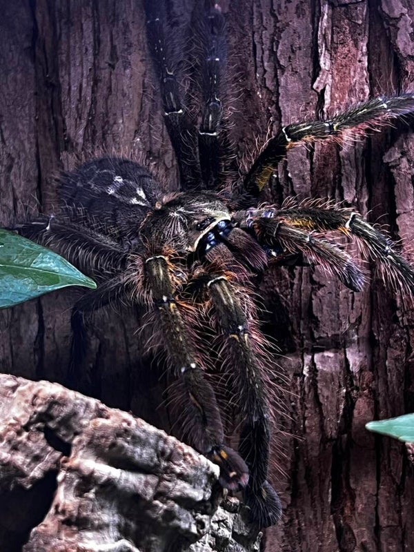Poecilotheria ornata