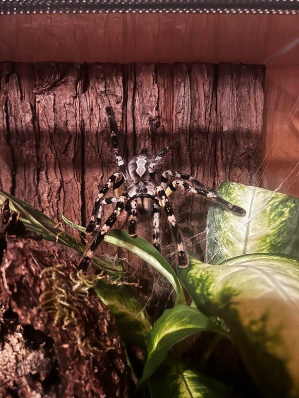 Poecilotheria regalis