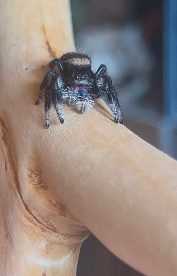 Phidippus regius Everglades