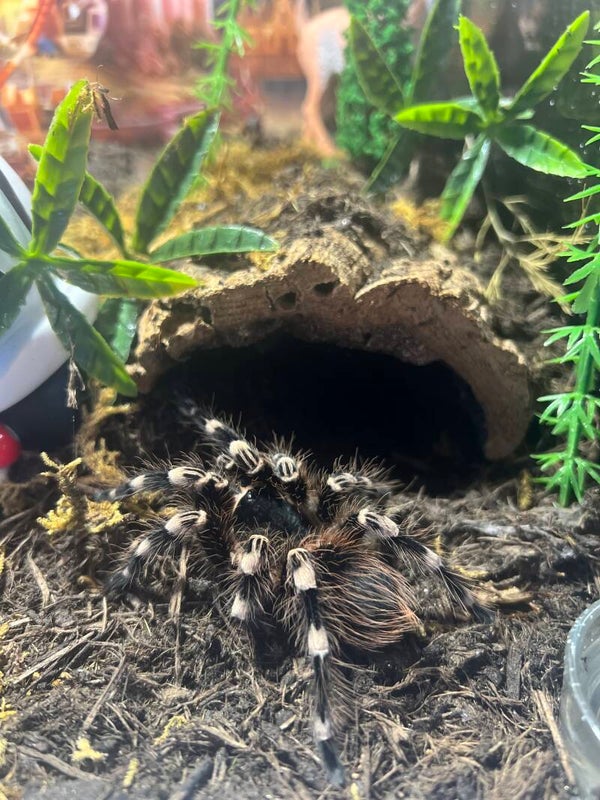 Acanthoscurria geniculata