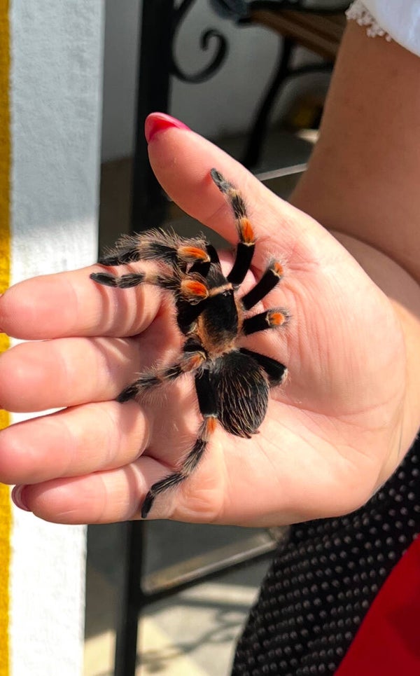 Brachypelma hamorri
