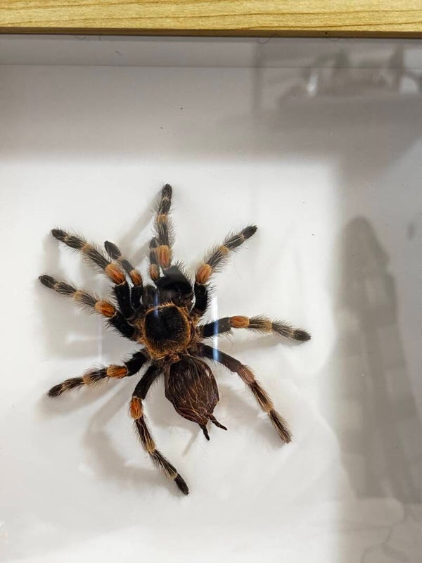 Brachypelma hamorri (Rotknievogelspinne) - Präparat
