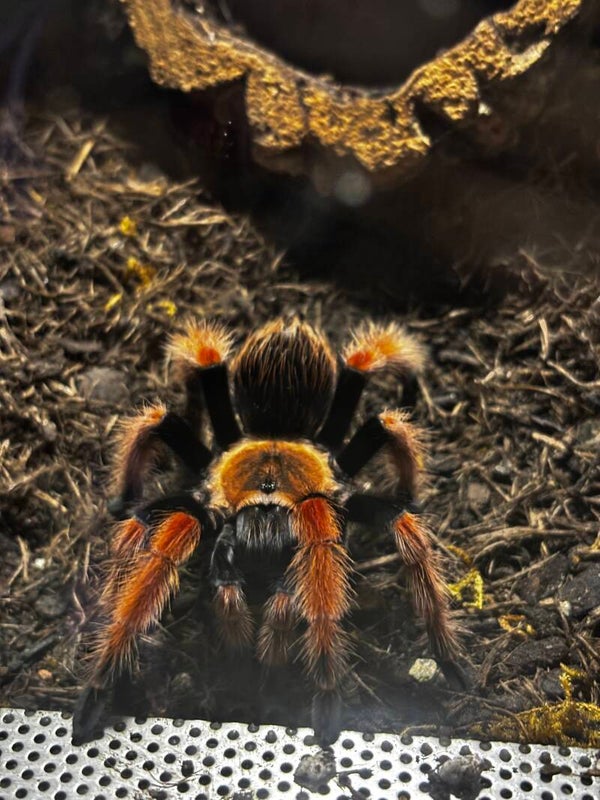 Brachypelma boehmei