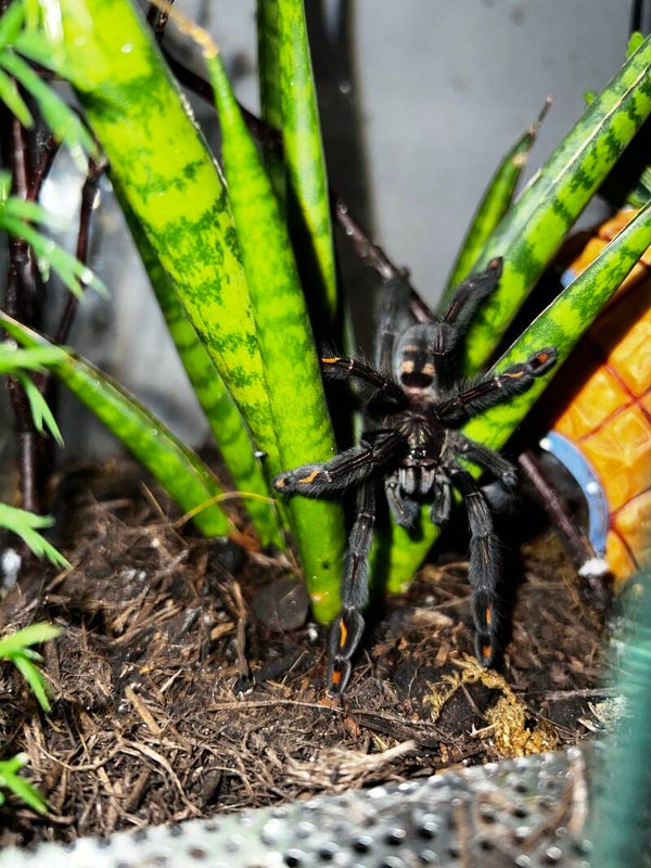 Psalmopoeus irminia