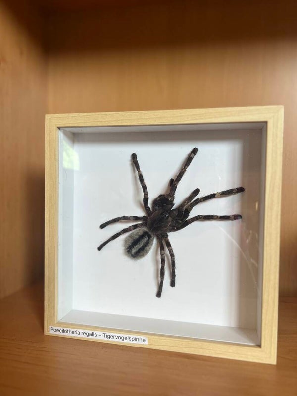 Poecilotheria regalis - Tigervogelspinne