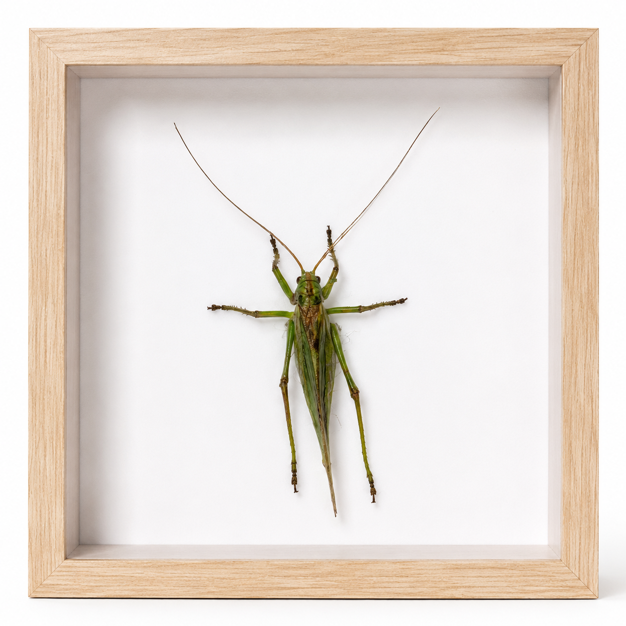 Insekten Präparat