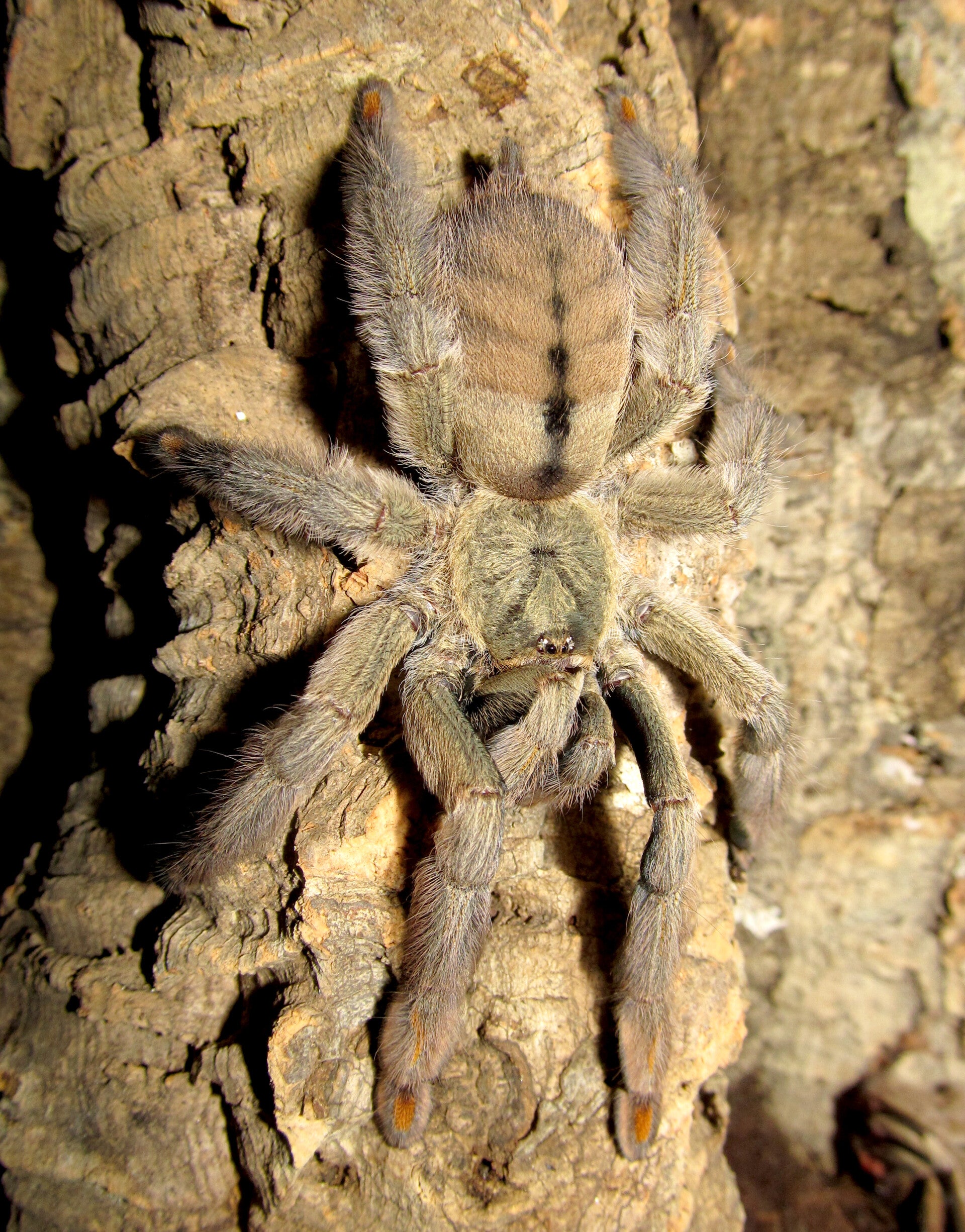 Psalmopoeus cambridgei